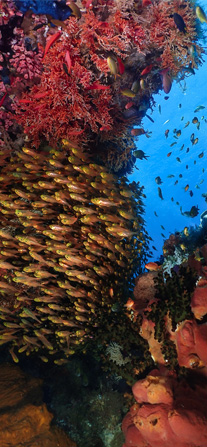 Scuba Diving Trip Booking Poster