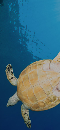 Scuba Diving Trip Booking Poster